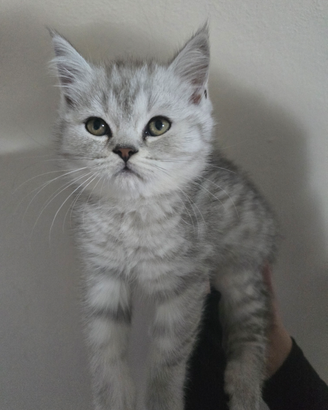 Cuccioli di BritishShorthair