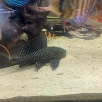 Plecostomus pesce pulitore 10-12 cm