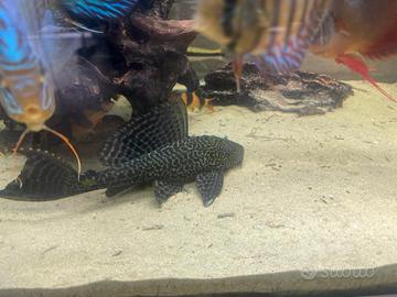 Plecostomus pesce pulitore 10-12 cm