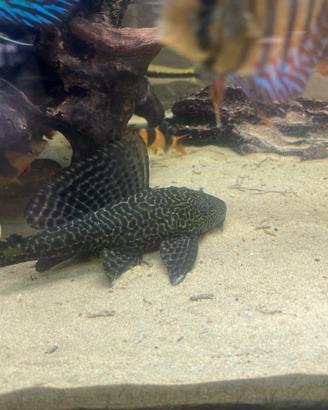 Plecostomus pesce pulitore 10-12 cm