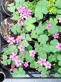 Piante di trifoglino