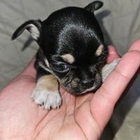 Chihuahua femmina toy