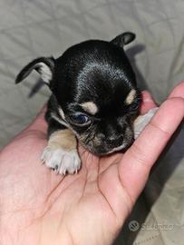 Chihuahua femmina toy