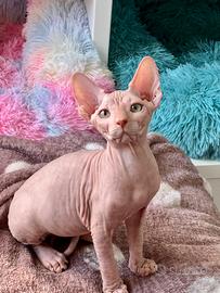 Sphynx cuccioli