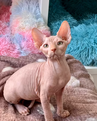 Sphynx cuccioli