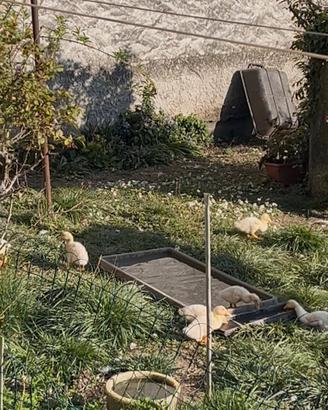 Splendidi anatroccoli Pechino