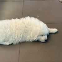 Cucciolo pastore dei pirenei