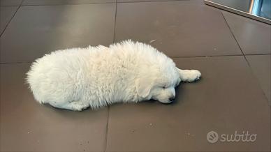 Cucciolo pastore dei pirenei