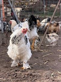 Galline Brahma Colombia