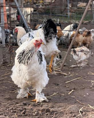 Galline Brahma Colombia