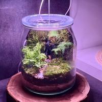 Terrario escosistema con mini piante tropocali