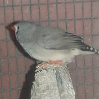 Diamante Mandarino