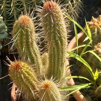 echinocereus grassa/cactus