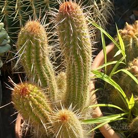 echinocereus grassa/cactus