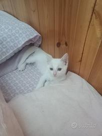 Musetta gattina 2 mesi