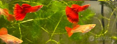Guppy full red big dorsal
