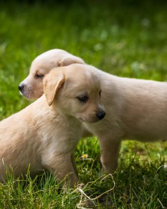 Cuccioli Golden retriever X Labrador retriever