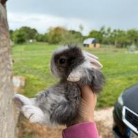 Coniglietti nani ariete