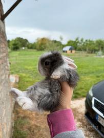 Coniglietti nani ariete