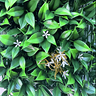 siepe-parete-verticale-artificiale-gelsomino-1x1m
