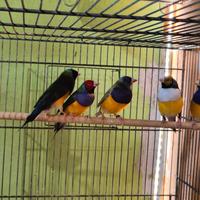 Diamanti di gould Diamantini