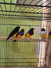 Diamanti di gould Diamantini