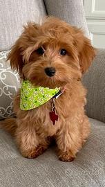 MALTIPOO - MALTIPO NANO CUCCIOLO MASCHIO- pag rate