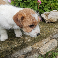 Jack Russell terrier