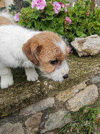 Jack Russell terrier