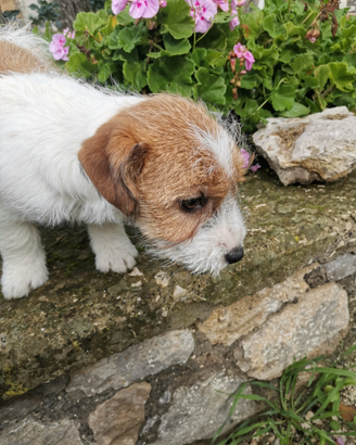 Jack Russell terrier