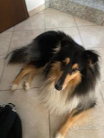 Pastore scozzese,colli