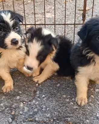 Border Collie