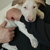Cuccioli bull terrier