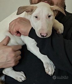 Cuccioli bull terrier