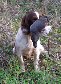 Springer spaniel maschio