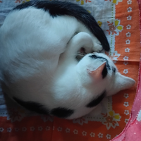 Gattine per amanti dei gatti