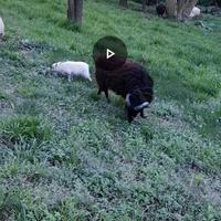 Pecore nane d'Ouessant