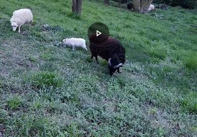 Pecore nane d'Ouessant