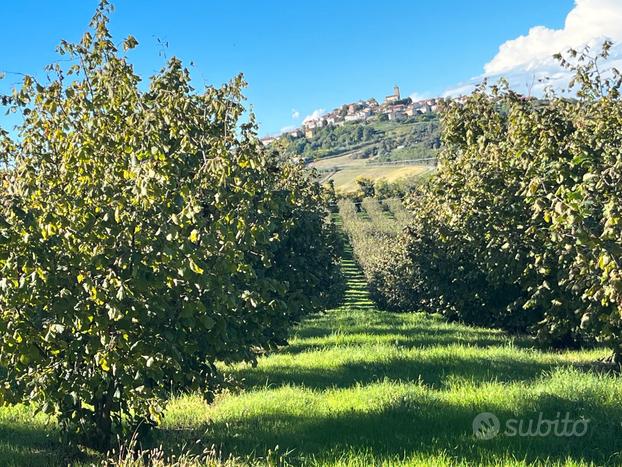 Terreno Agricolo a Noccioleto 13 ha Monferrato