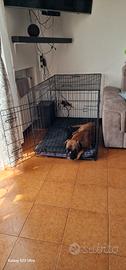 kennel 