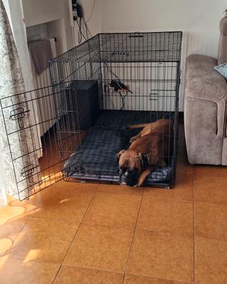 kennel 