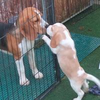 Cuccioli di beagle