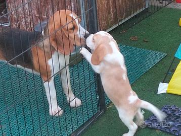 Cuccioli di beagle