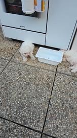 Animali