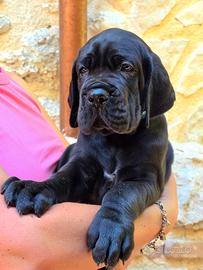 Cuccioli di Alano Neri