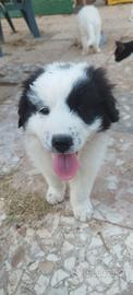 cuccioli meravigliosi 