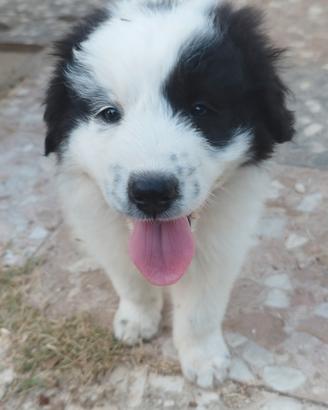 cuccioli meravigliosi 