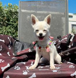 Chihuahua maschio 