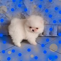 Cuccioli di spitz pomerania con pedigree