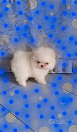 Cuccioli di spitz pomerania con pedigree